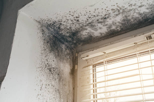 Affordable Mold Cleanup solutions in Halethorpe, MD
