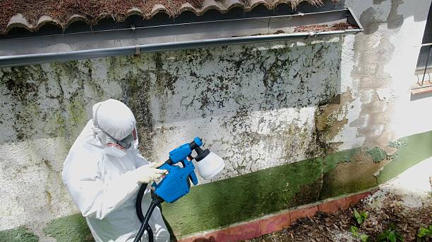 Trusted Black Mold Removal service in Halethorpe, MD - Cheap Mold Removal